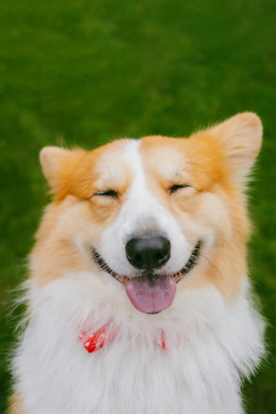 Dogs